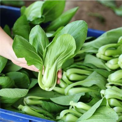 平湖飯?zhí)檬巢呐渌头展?構建從農田到工廠食堂的高效供給鏈